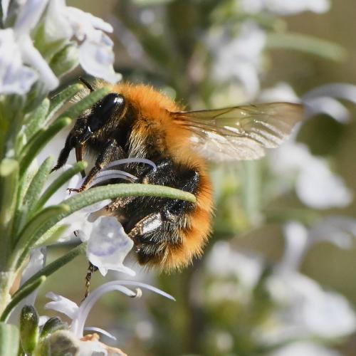 Bombus pascuorum